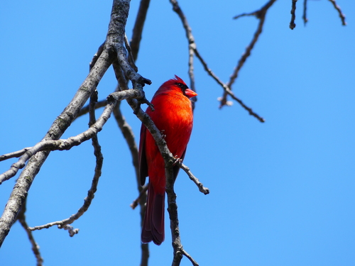 Northern Cardinal photographed in Massachusetts