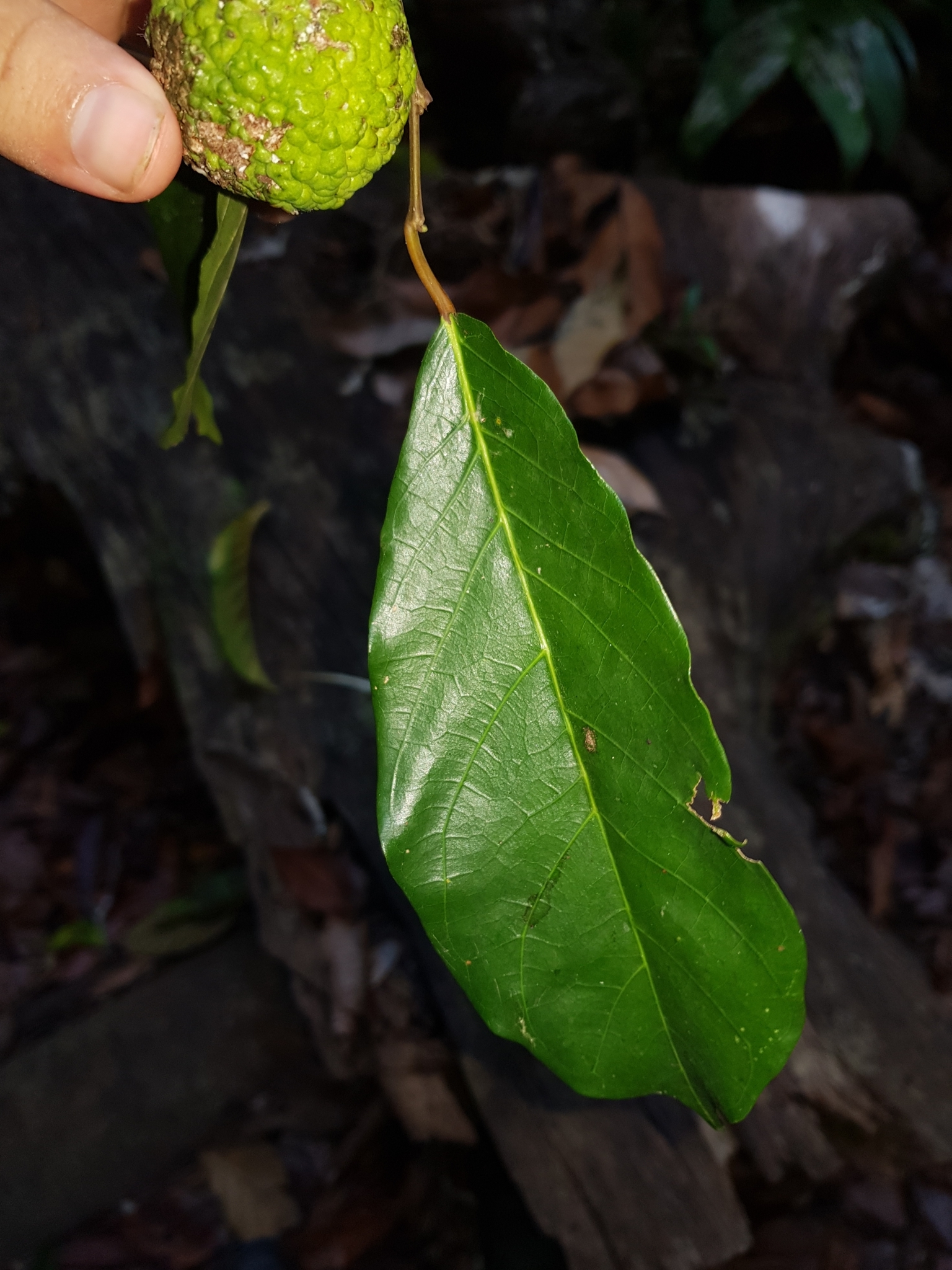Batocarpus