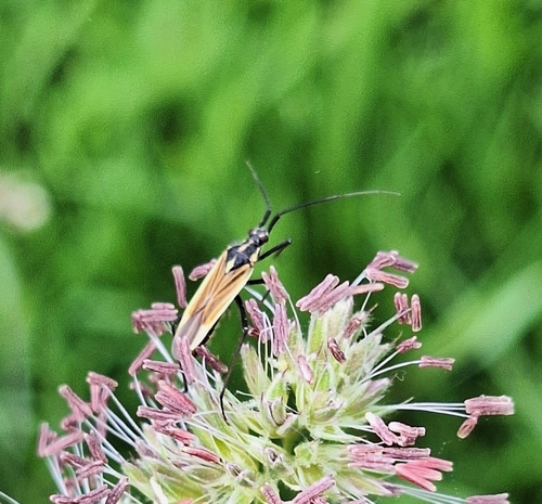 Meadow Plant Bug