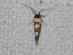 Lactura cristata