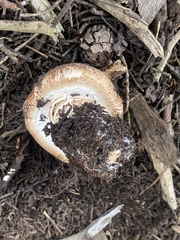 Agaricus lilaceps