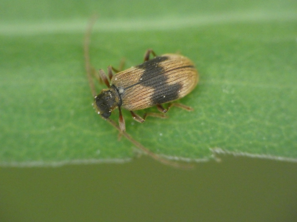 Ptinus italicus