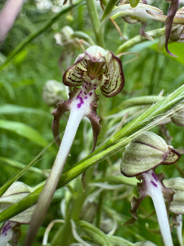 Lizard Orchid