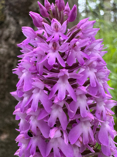 pyramidal orchid