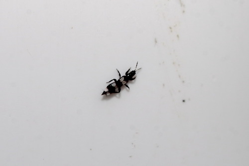 Aeolothrips
