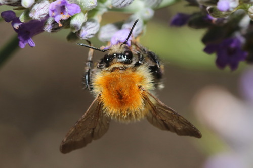 Common Carder Bumble Bee