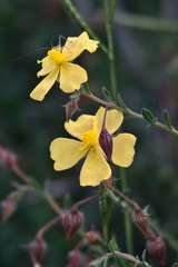 Fumana arabica