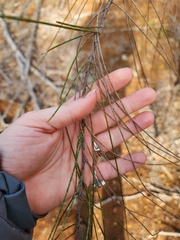 Allocasuarina huegeliana