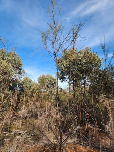 Allocasuarina huegeliana, photograph 2