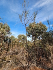Allocasuarina huegeliana, photograph (c) Carmon, some rights reserved (CC BY-SA)