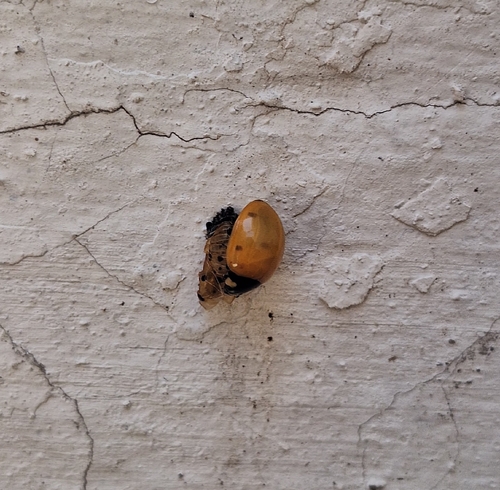 Seven-spotted Lady Beetle