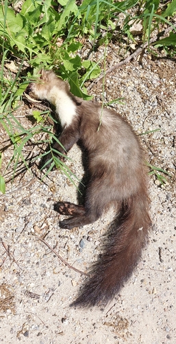 Stone Marten