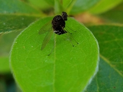 Chrysopilus basilaris