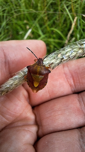 Black-shouldered Shieldbug