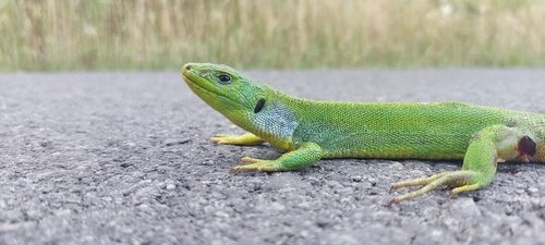 East Aegean Green Lizard