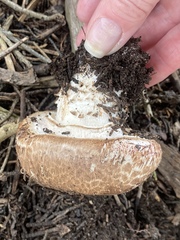 Agaricus lilaceps