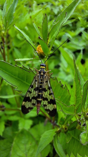 Meadow Scorpionfly