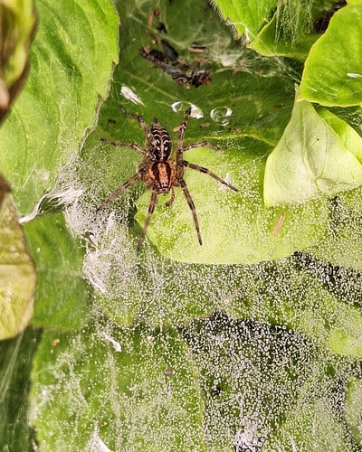 Labyrinth spider