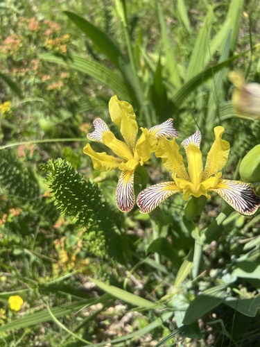 Iris variegata