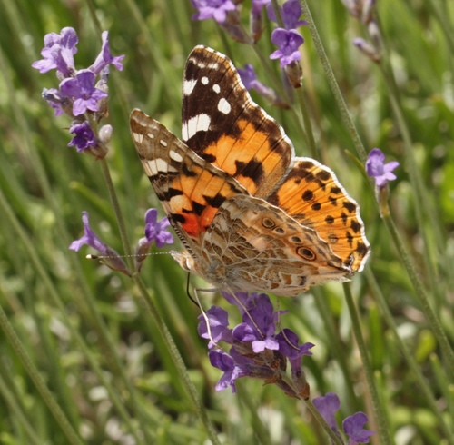 Painted Lady