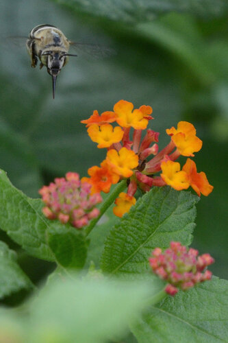 California Digger Bee
