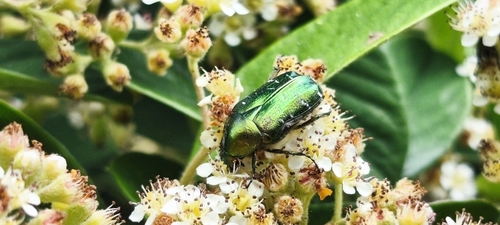 European Rose Chafer