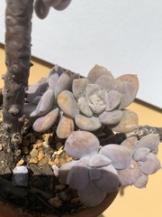 Pachyphytum