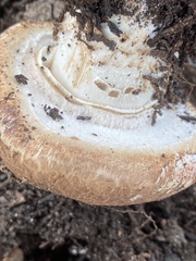Agaricus lilaceps