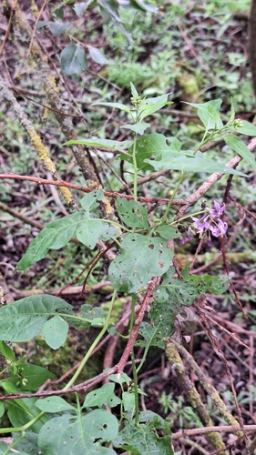 bittersweet nightshade
