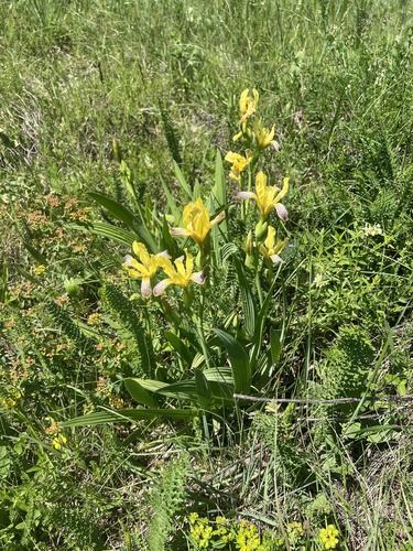 Iris variegata, photograph 2