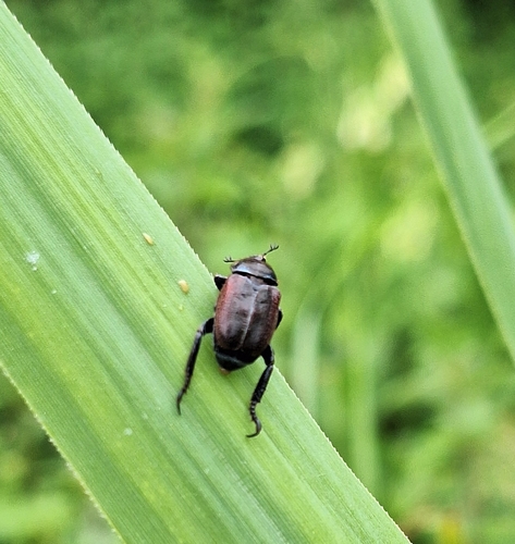 Welsh Chafer