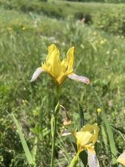 Iris variegata, photograph author not stated, no rights reserved