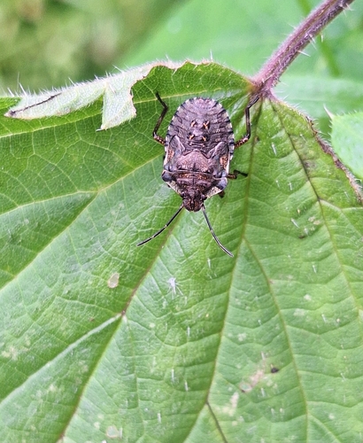 Forest Bug