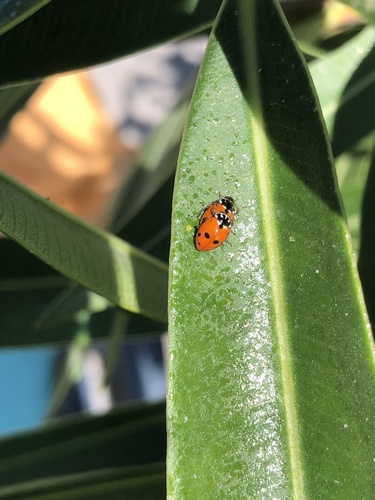 Variegated Lady Beetle