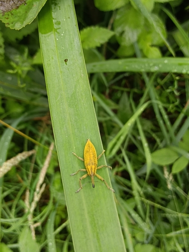 Lixus iridis