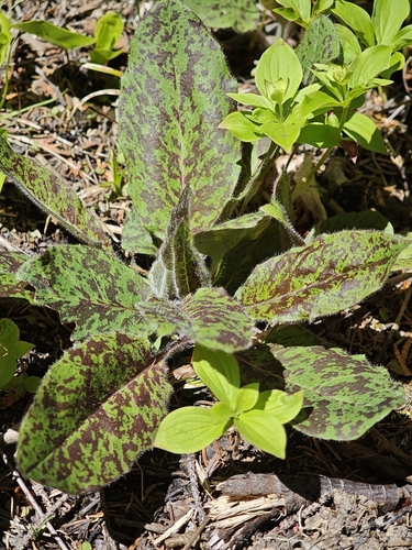 Hieracium maculatum, photograph 1
