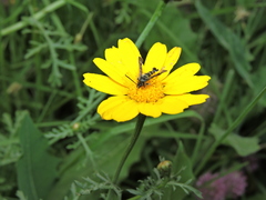 Sazonia fenusaeformis