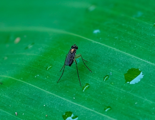 Mascaromyia duplicata