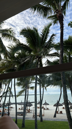 coconut palm
