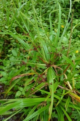 Scirpus ternatanus