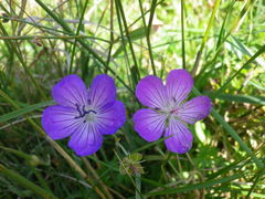 Geranium collinum