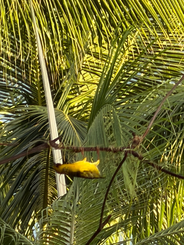 Village Weaver