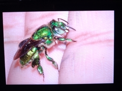 Euglossa