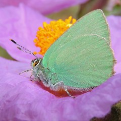 Callophrys rubi