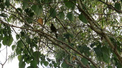 Oriolus flavocinctus