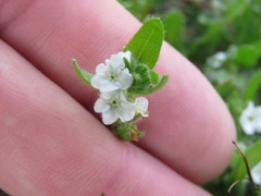 Plagiobothrys canescens