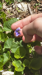 Viola sororia