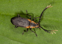 Ptilodactylinae