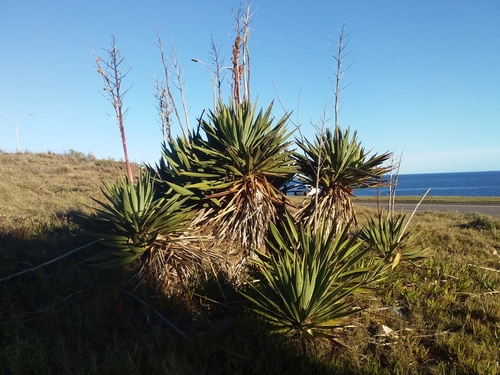 Moundlily yucca