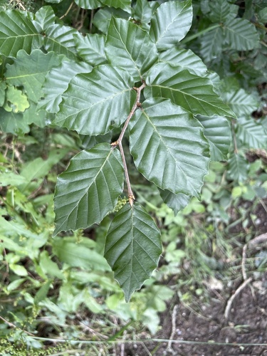 European beech